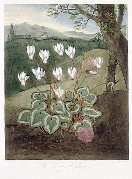 Den persiska Cyclamen, graverad av Elmes, från "The Temple of Flora" av Robert Thornton, pub. 1804 (lito i färg) av Abraham (after) Pether