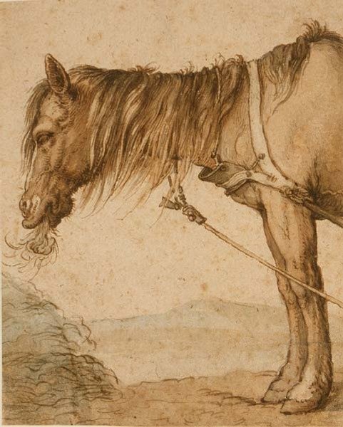 PD.159-1963 A Horse Eating Hay, c.1600-10 (penna och bläck, tvätt) av Abraham Bloemaert