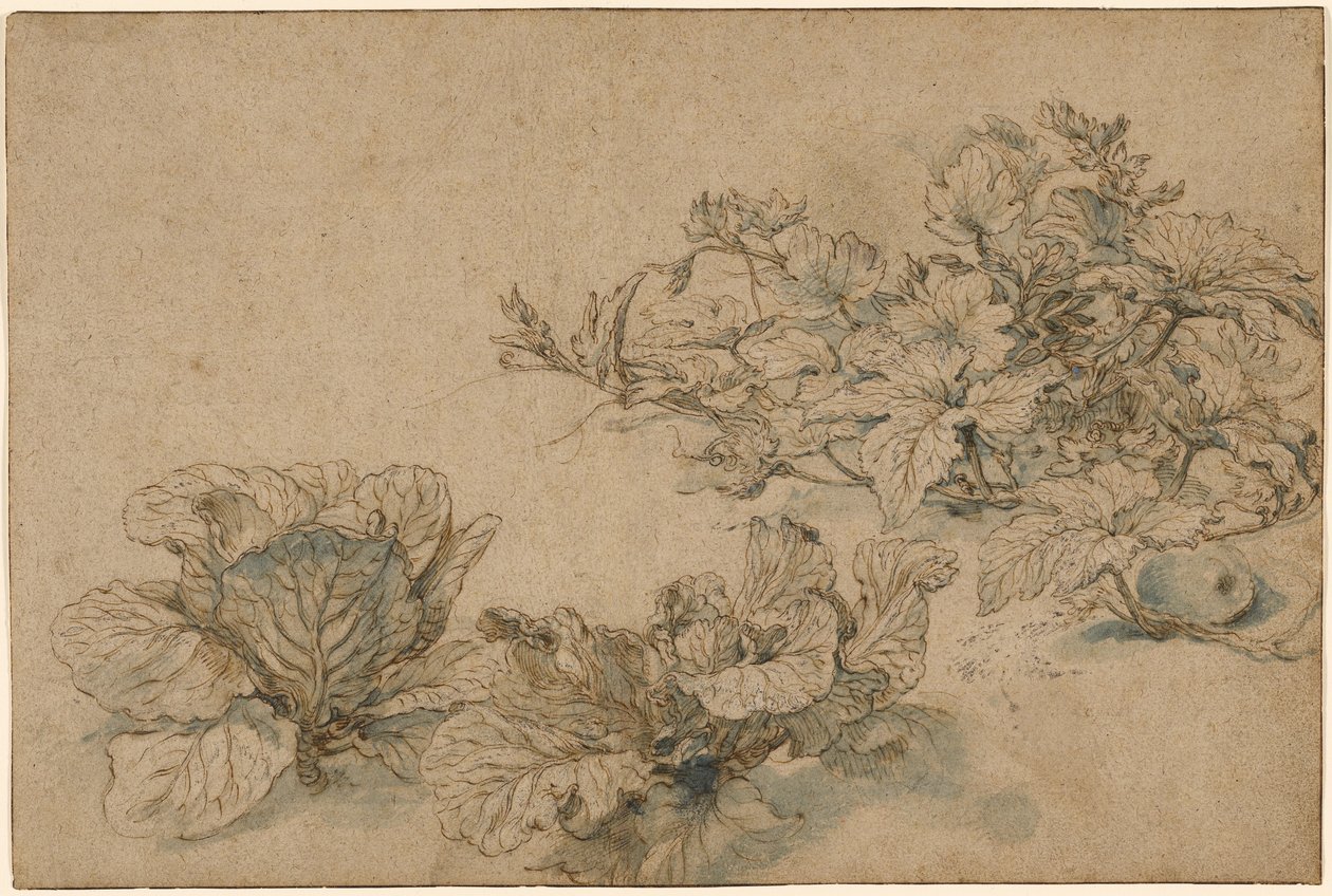 Studier av en benmärgsväxt och kål av Abraham Bloemaert