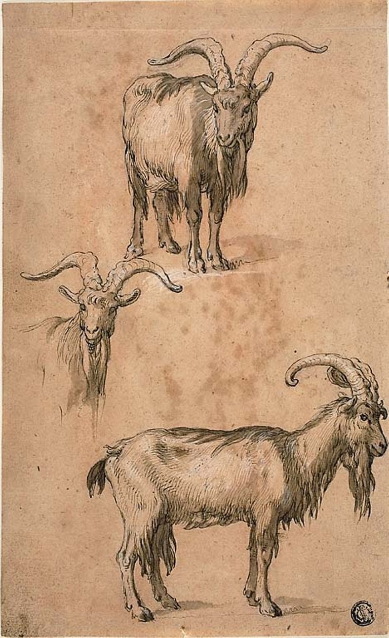 Tre skisser av en get (recto) Draperi av stående kvinnlig figur (verso) av Abraham Bloemaert
