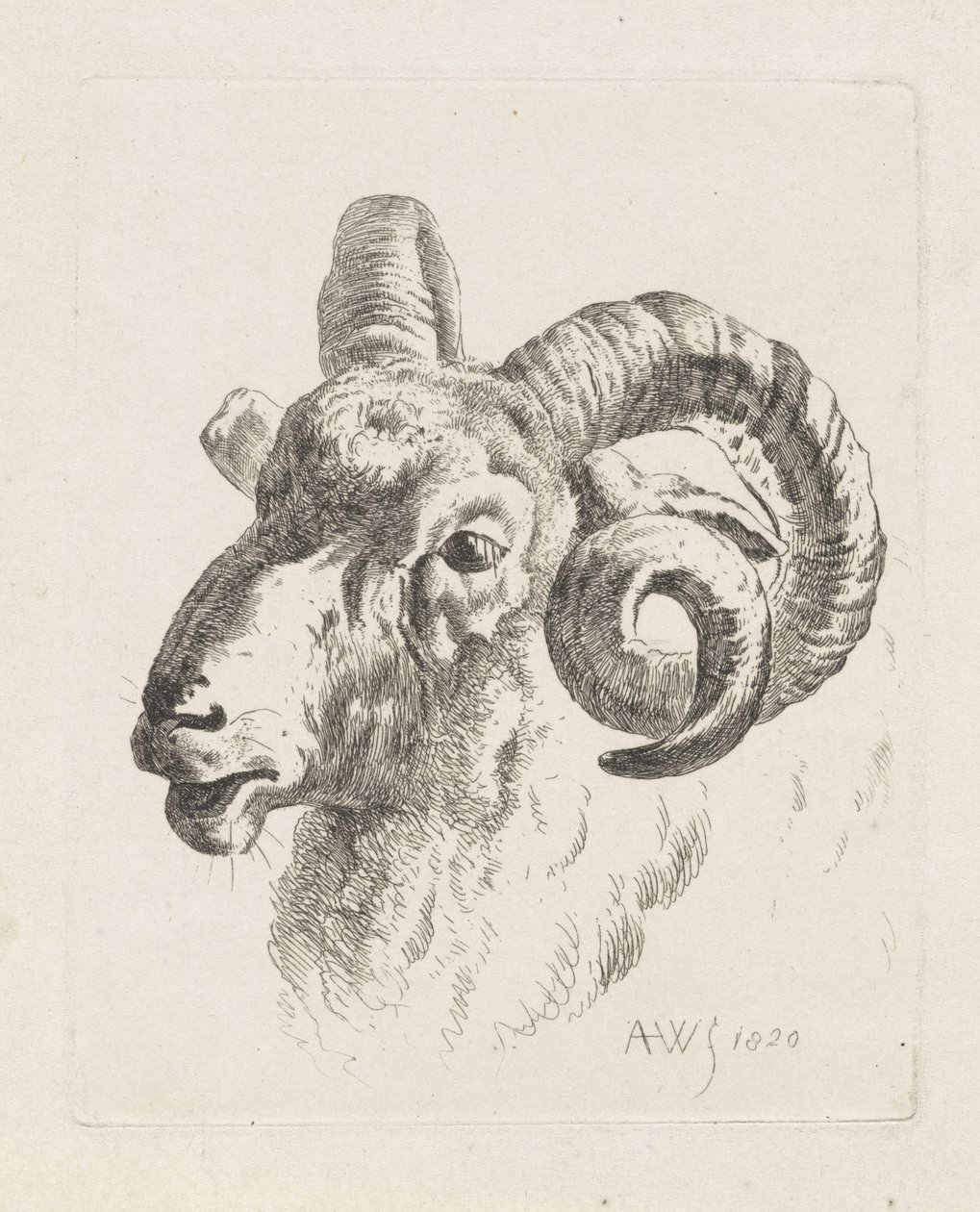 Rams huvud till vänster av Abraham Hendrik Winter