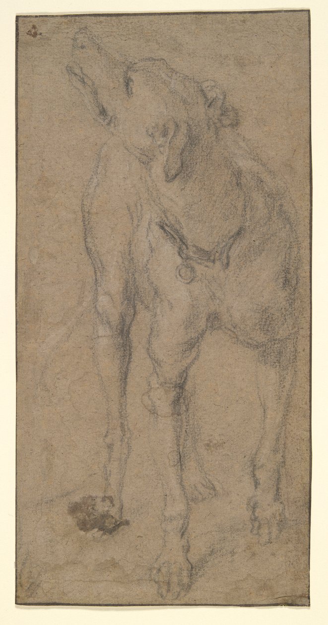 Studie av en hund av Abraham Hondius