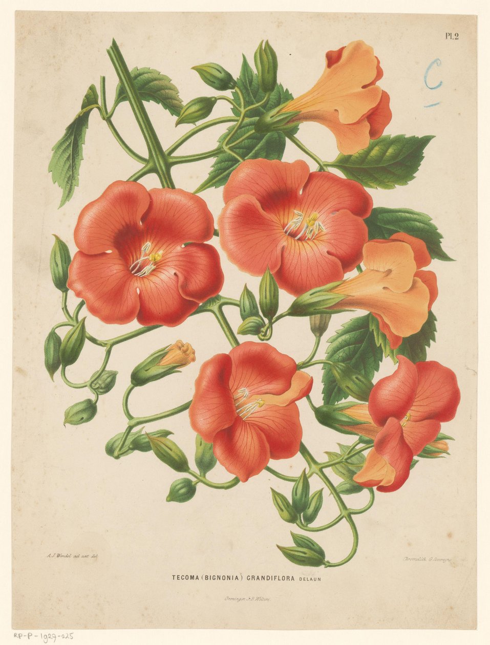 Bignonia Tecoma (bignonia) grandiflora (titel på objekt) av Abraham Jacobus Wendel