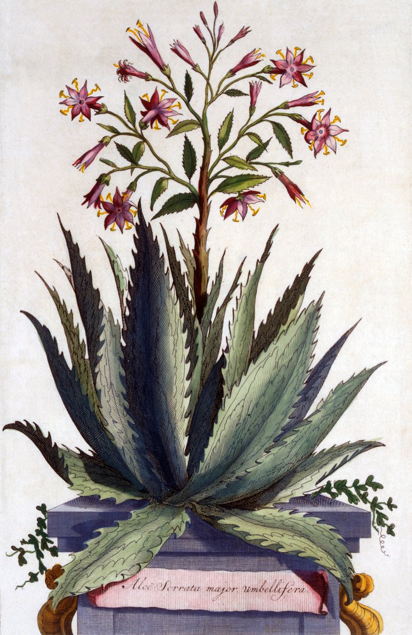 Aloe Serrata major umbellifera, från 