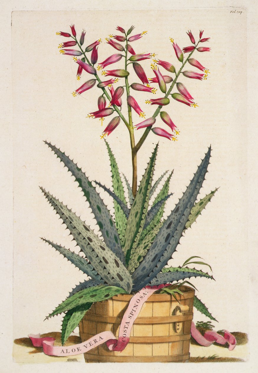 Aloe Vera Costa Spinosa, från 