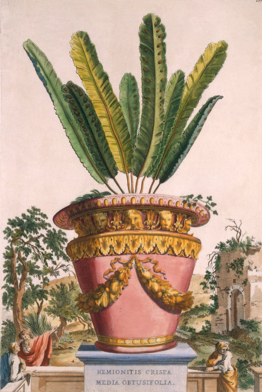 Hemionitis Crispa Media Obtusifolia, från 