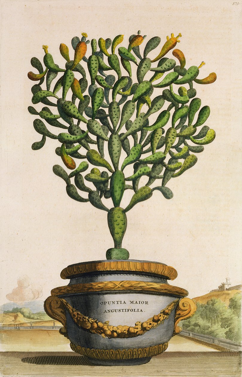 Opuntia Maior Augustifolia, från Phytographia Curiosa, publicerad 1702 av Abraham Munting