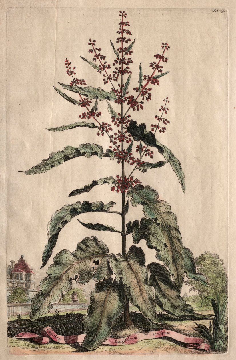 Nyfiken Phytographia: Lappathum Longifolium Crispum. av Abraham Munting