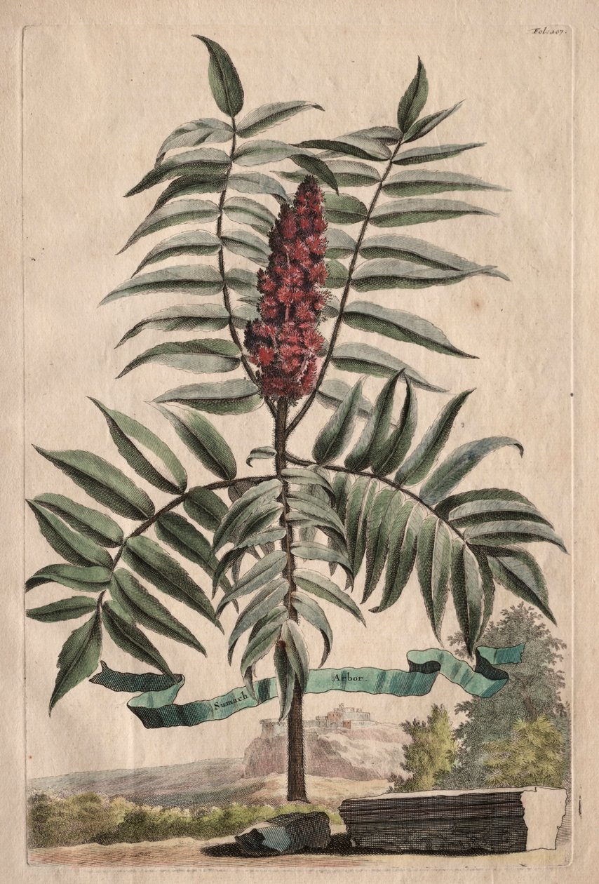 Phytographia Curiosa: Sumach Arbor av Abraham Munting