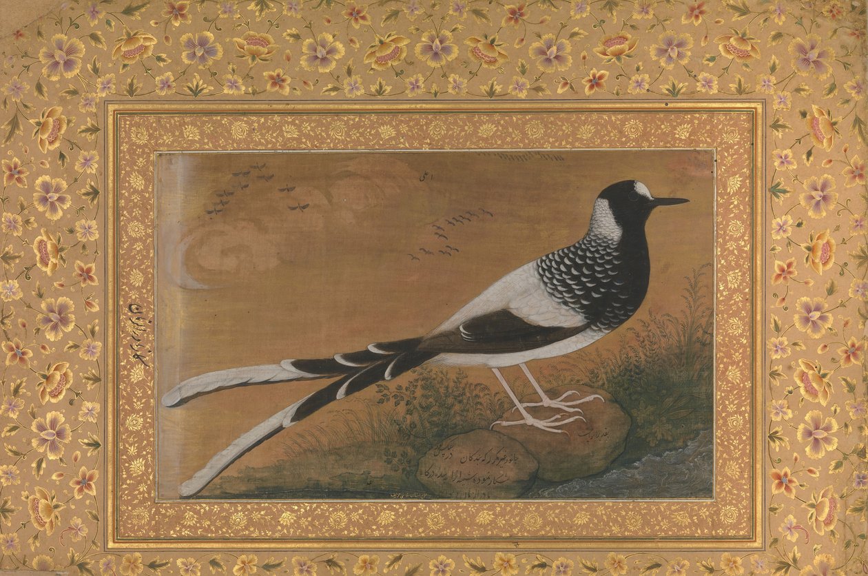 Spotted Forktail, Folio från Shah Jahan Album, recto: ca. 1610-15, verso ca. 1540. av Abu al Hasan