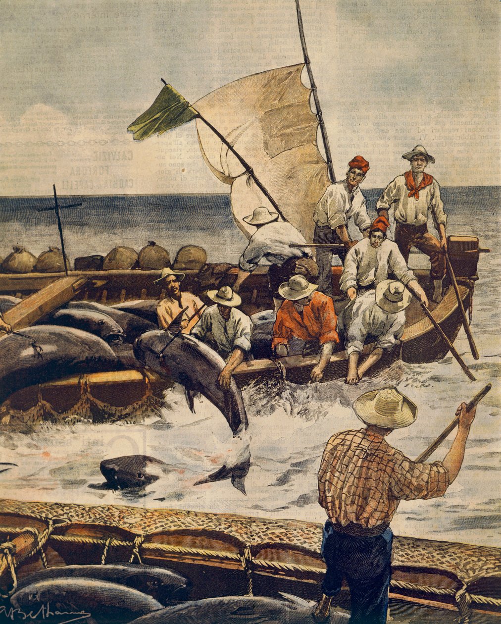 Extraordinärt fiske efter blåfenad tonfisk på Piana Island, Sardinien, av Achille Beltrame (1871-1945), från La Domenica del Corriere, 30 juni 1900 av Achille Beltrame