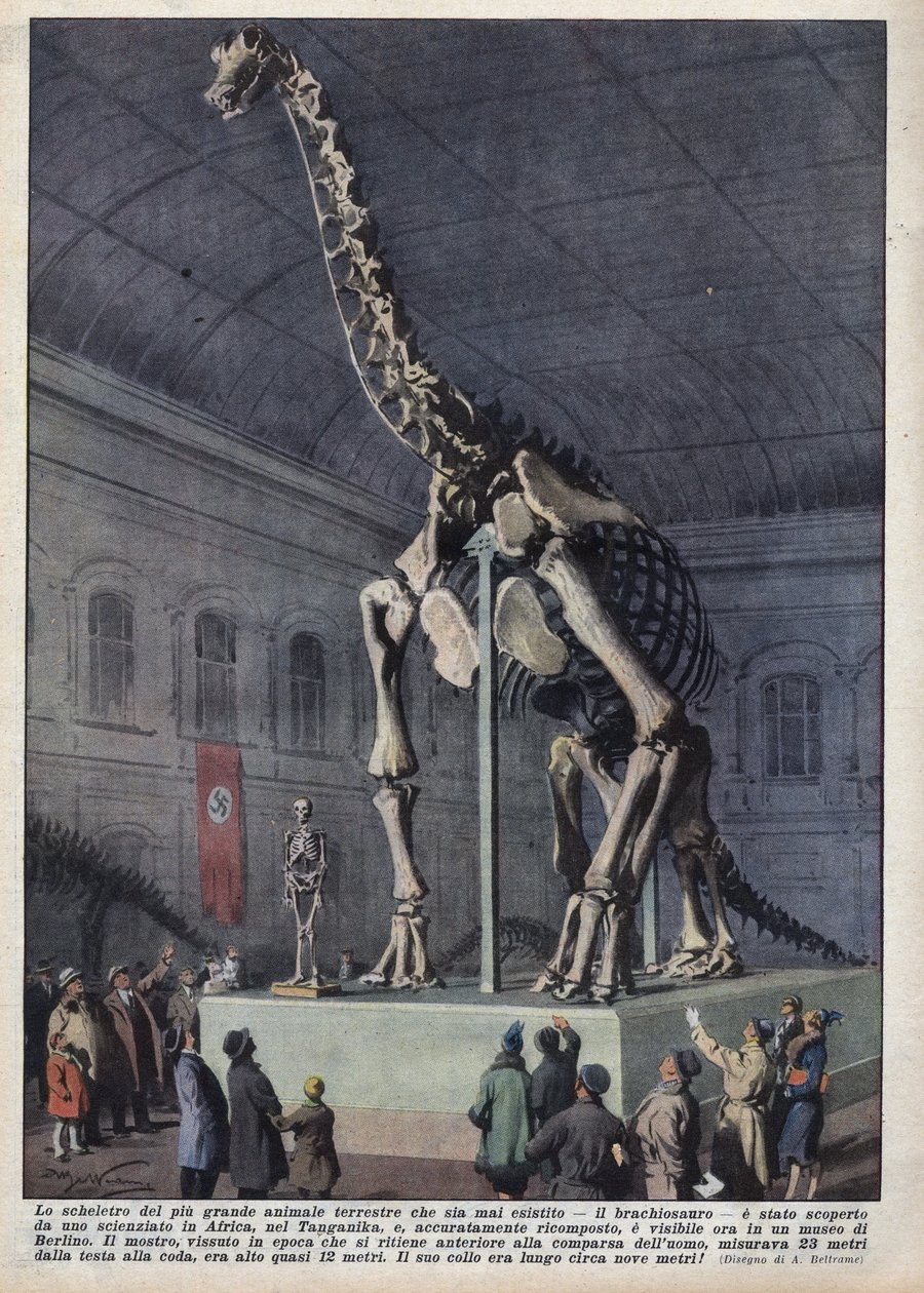 Installation i ett museum i Berlin, Tyskland av ett brachiosaurieskelett upptäckt av en vetenskapsman i Afrika. Illustration av Achilles Beltrame i "" La domenica del corriere"" av 1937-12-12 av Achille Beltrame