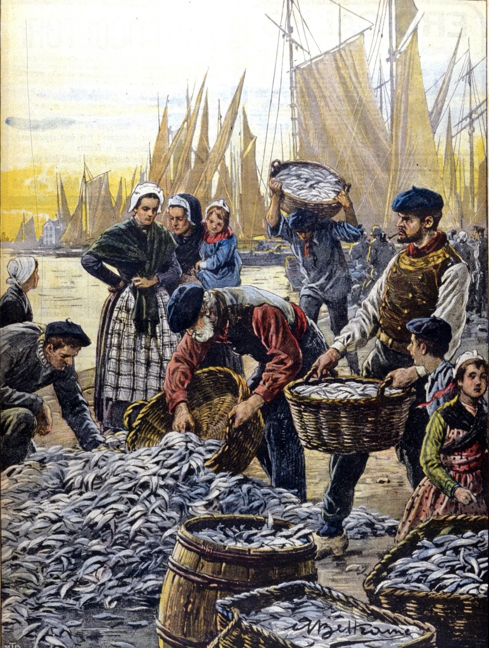 Sardinfiske i Bretagne 1903 illustration av Achille Beltrame av Achille Beltrame