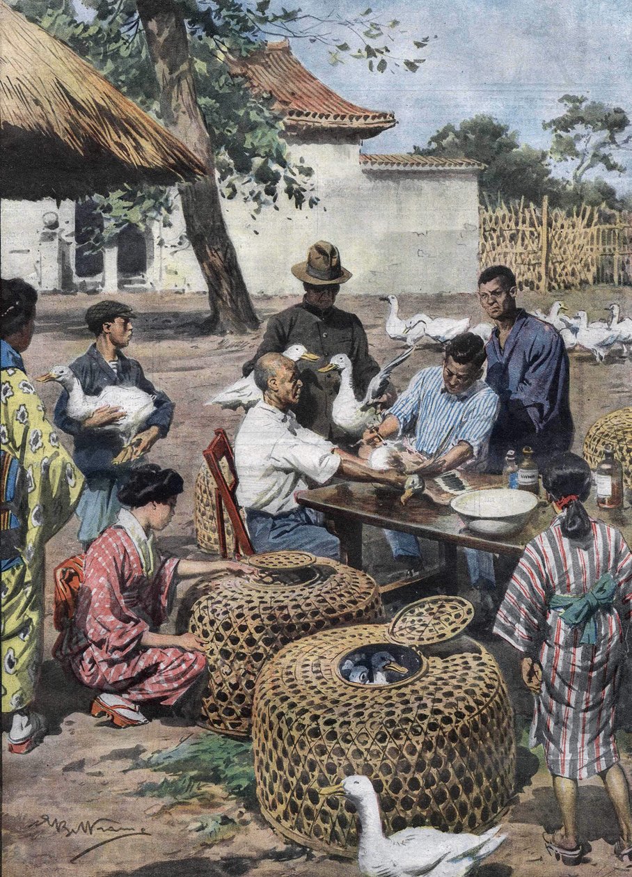 Tokyo Imperial Palace Garden: Chanjo na usaidizi wa mifugo kwa bata ili kuwakinga na Kipindupindu. Mchoro wa Achille Beltrame kutoka 1928.swed av Achille Beltrame
