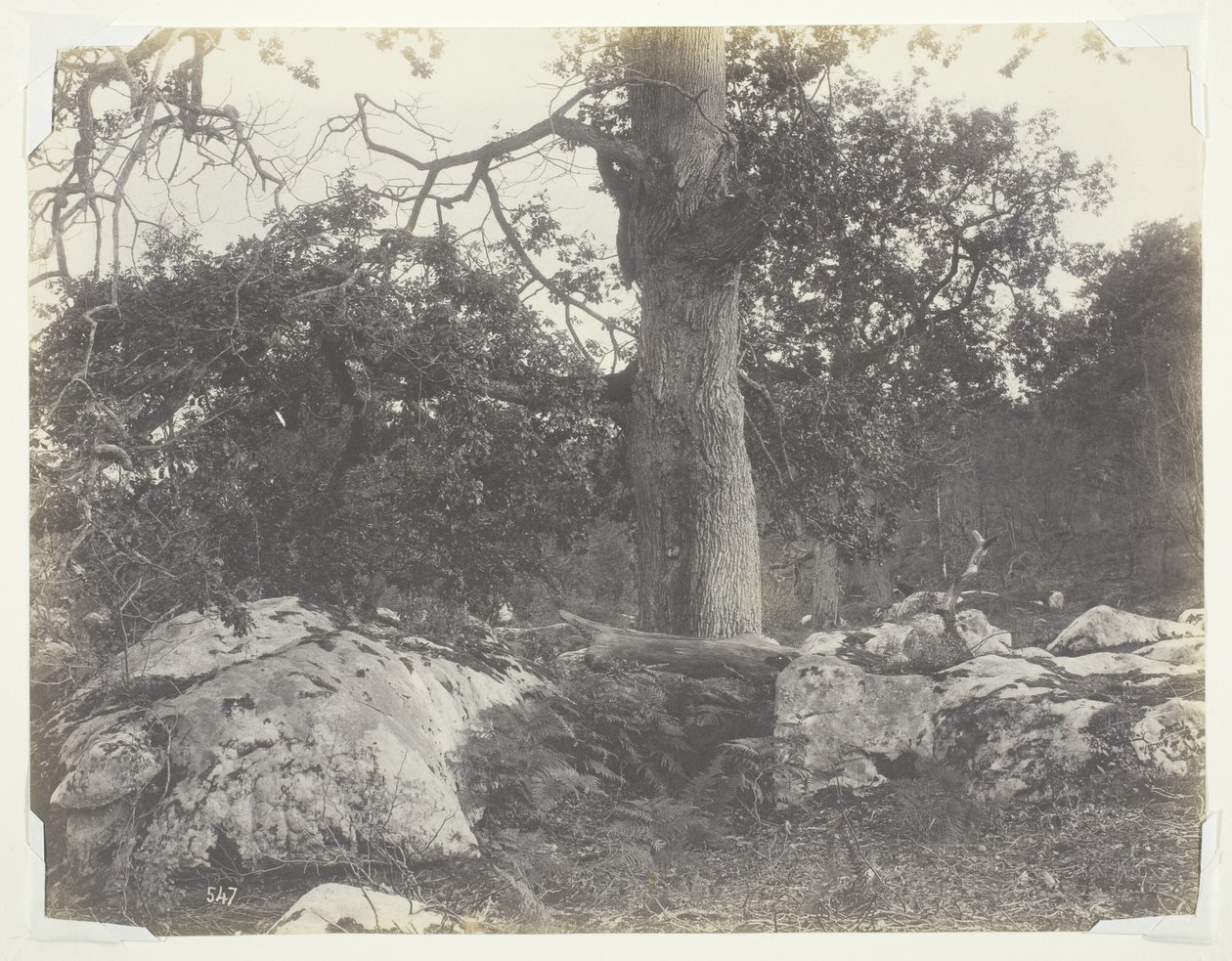 Skog och klippor, Fontainebleau av Achille Quinet