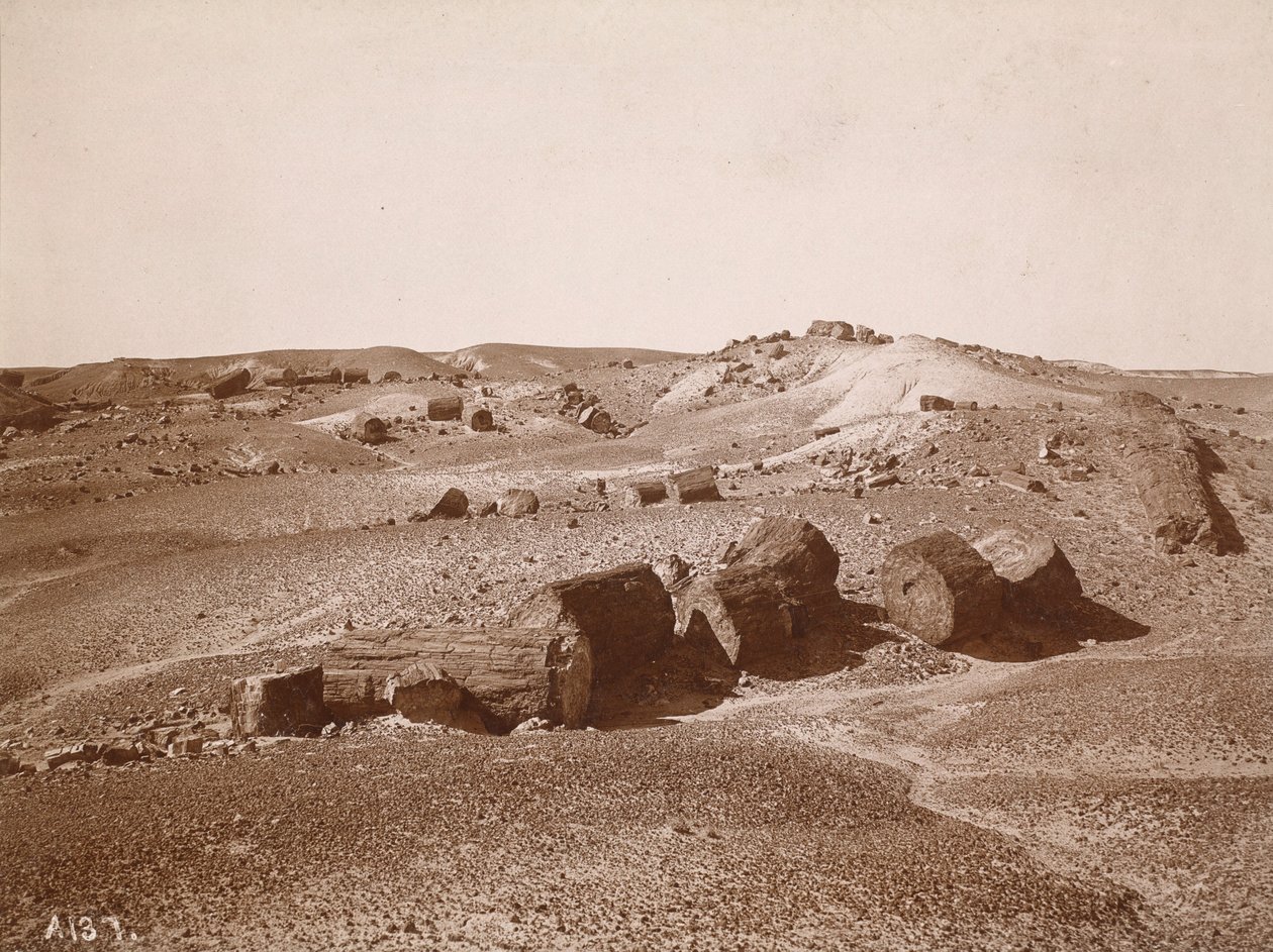I den förstenade skogen (allmän vy, Middle Park),ca 1895-1897 (foto) av Adam Clark Vroman