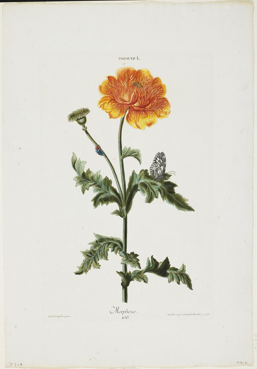 Papauer I. 106. Morpheus, från Hortus Nitidissimis, 1773 (handkolorerad gravyr) av Adam Louis Wirsing