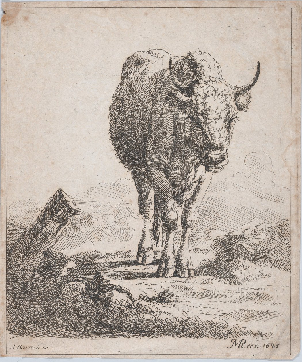 En ko, sedd framifrån, 1805. av Adam von Bartsch
