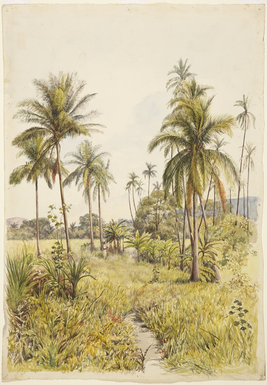 Palmer, Colima (akvarell) av Adela Breton