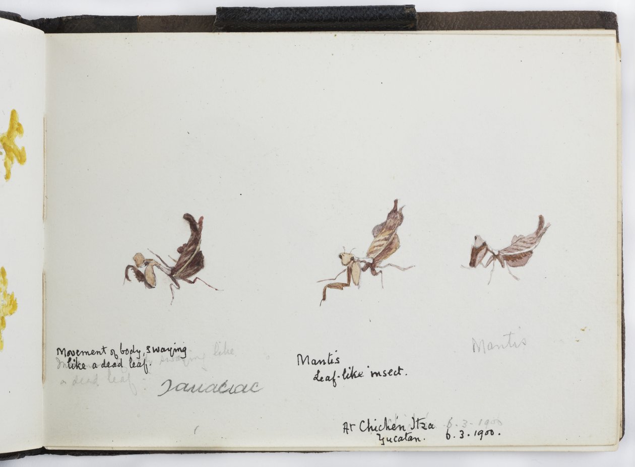 Skissbok med ritningar och anteckningar, Nord- och Sydamerika (inklusive Mexiko) av Adela Breton