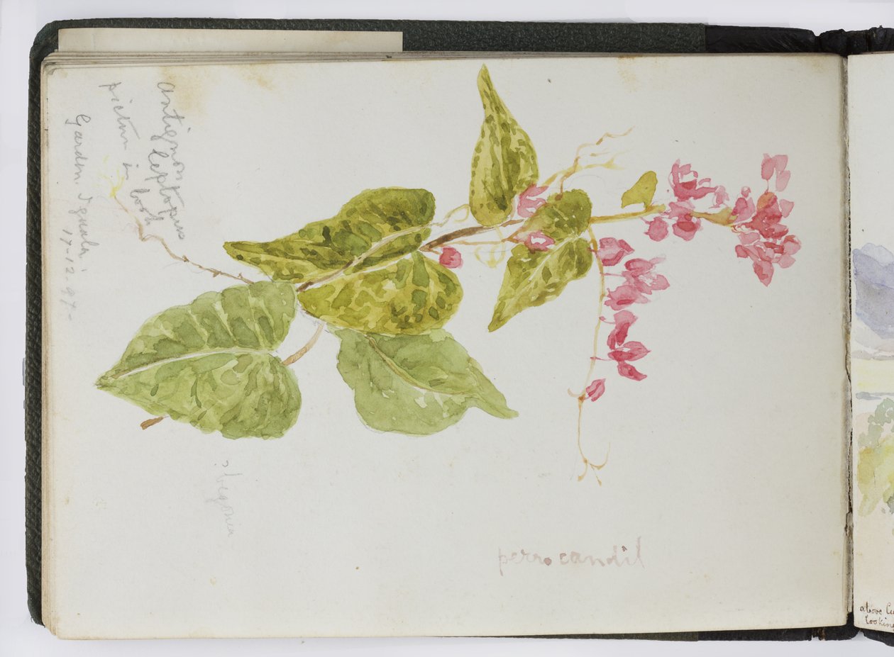 Skissbok med akvareller, teckningar och anteckningar, Mexiko, 1896-1898 (akvarell) av Adela Breton
