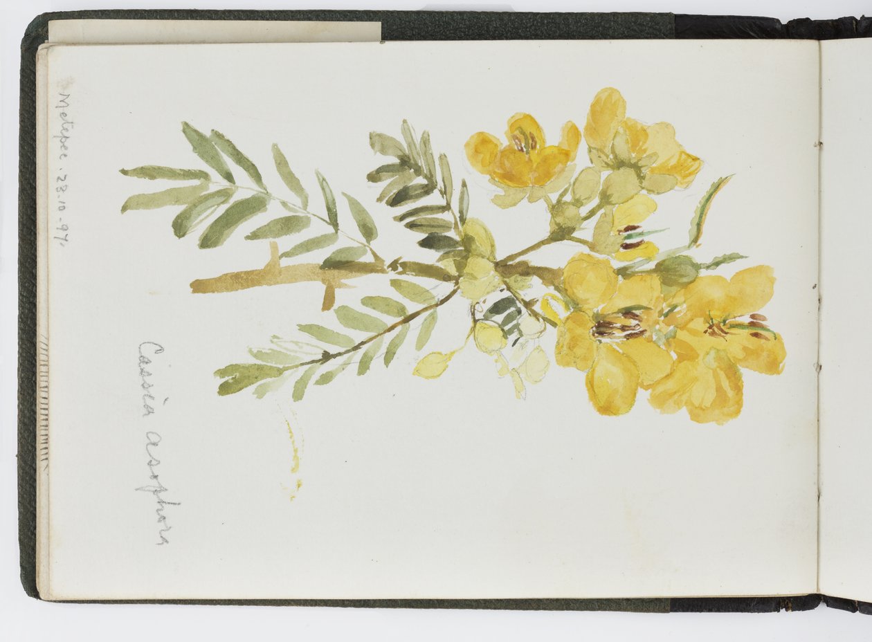 Skissbok med akvareller, teckningar och anteckningar, Mexiko, 1896-1898 (akvarell) av Adela Breton