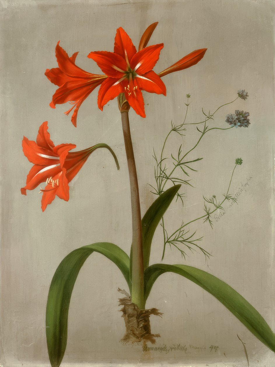 Amaryllis och Gilia av Adolf Senff