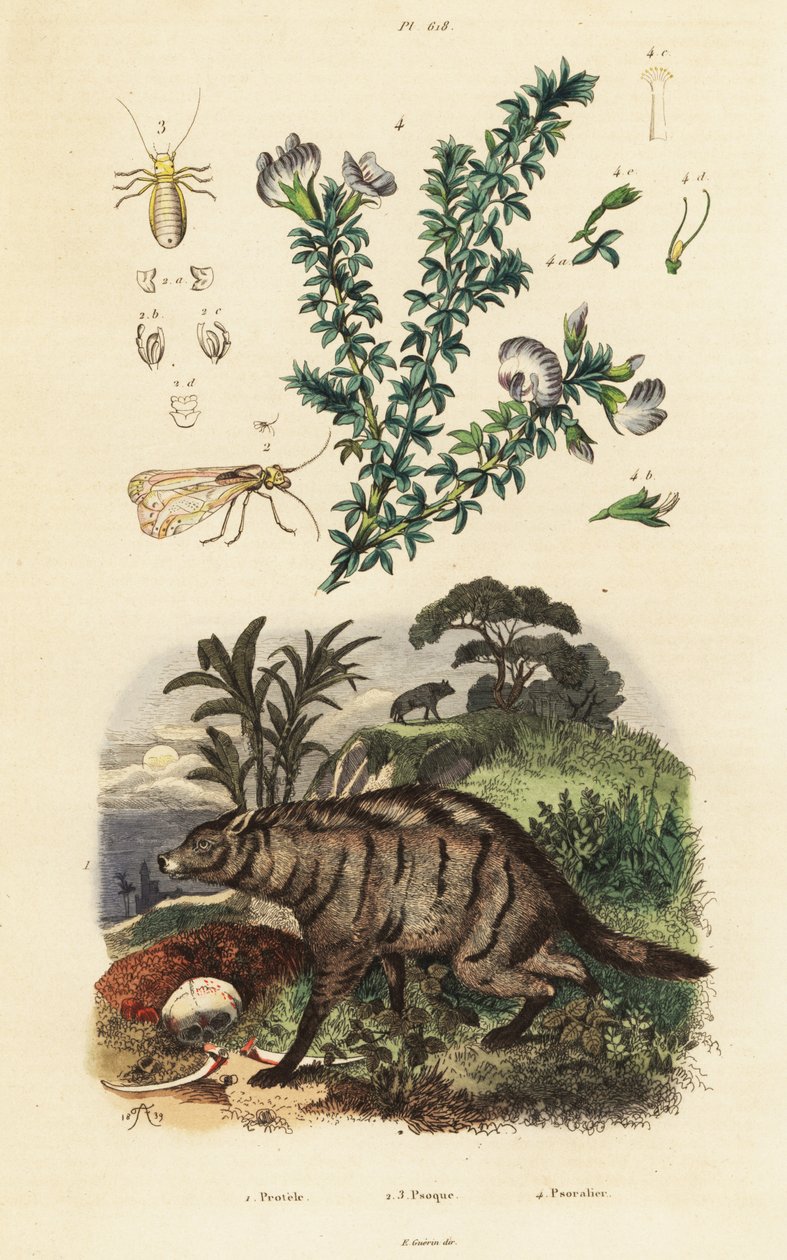 Aardwolf, arabisk ärta och lus. av Adolph (after) Fries