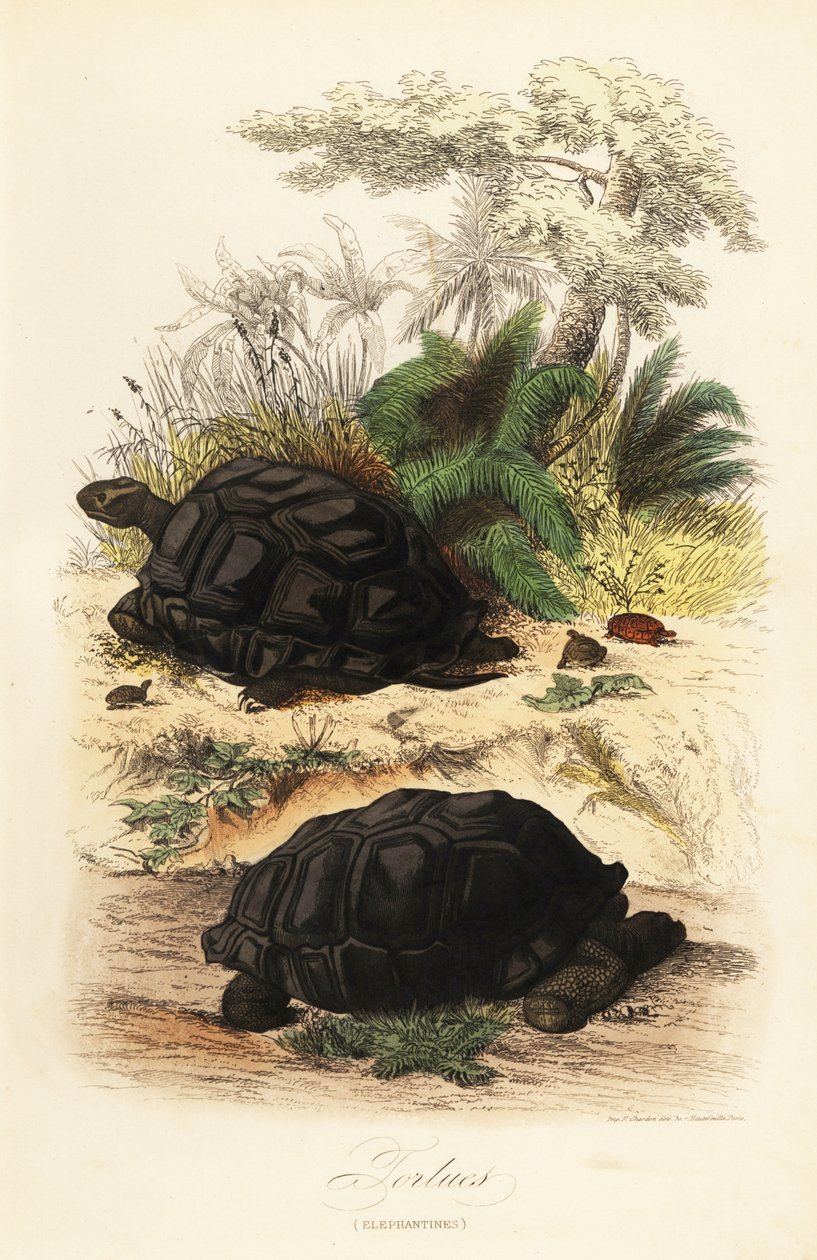 Aldabra jättesköldpadda, Aldabrachelys gigantea, sårbar av Adolph (after) Fries