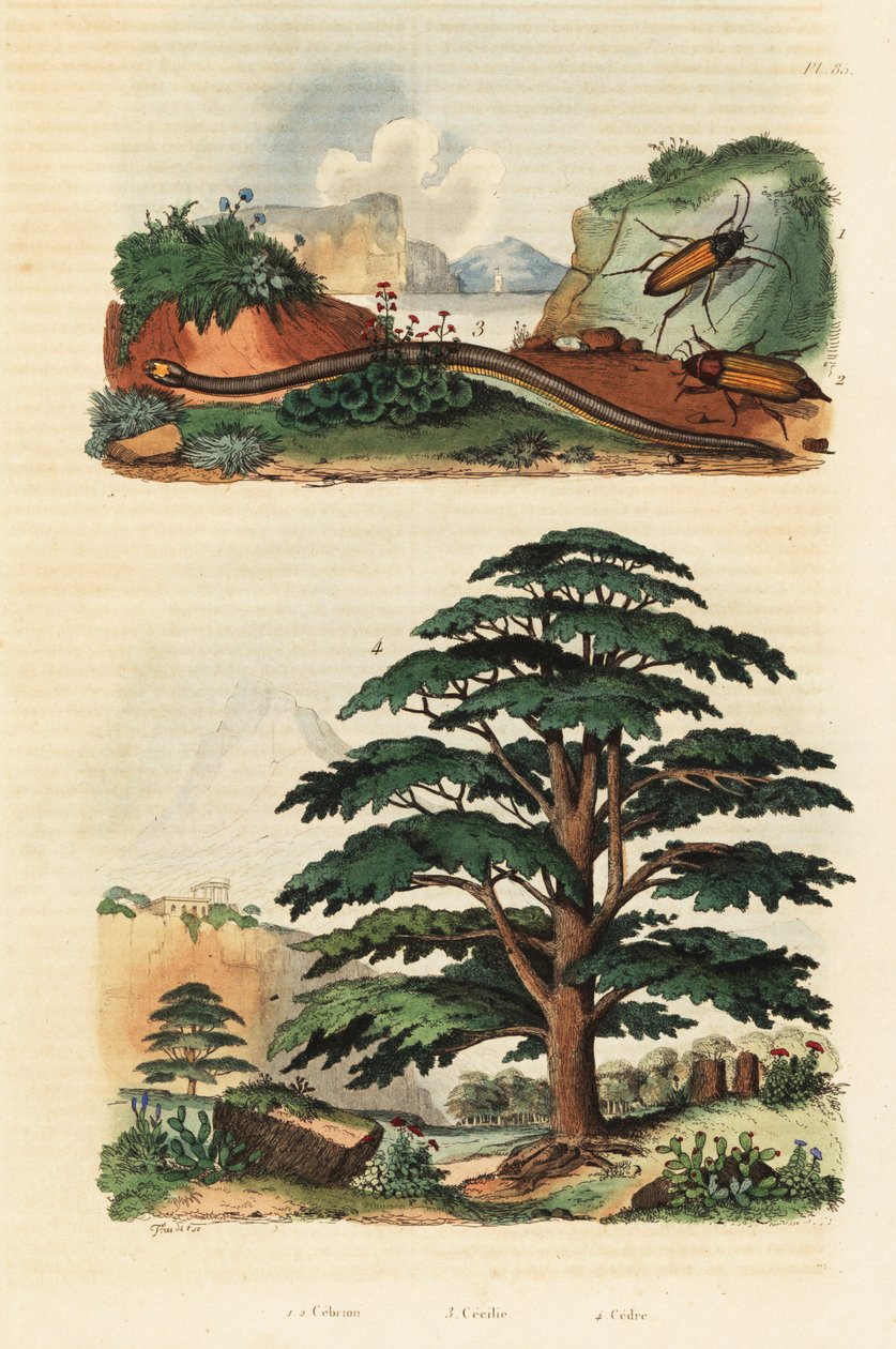Cedar of Libanon, tvåfodrad caecilian och klickbaggar., 1834-1839 (gravyr) av Adolph (after) Fries