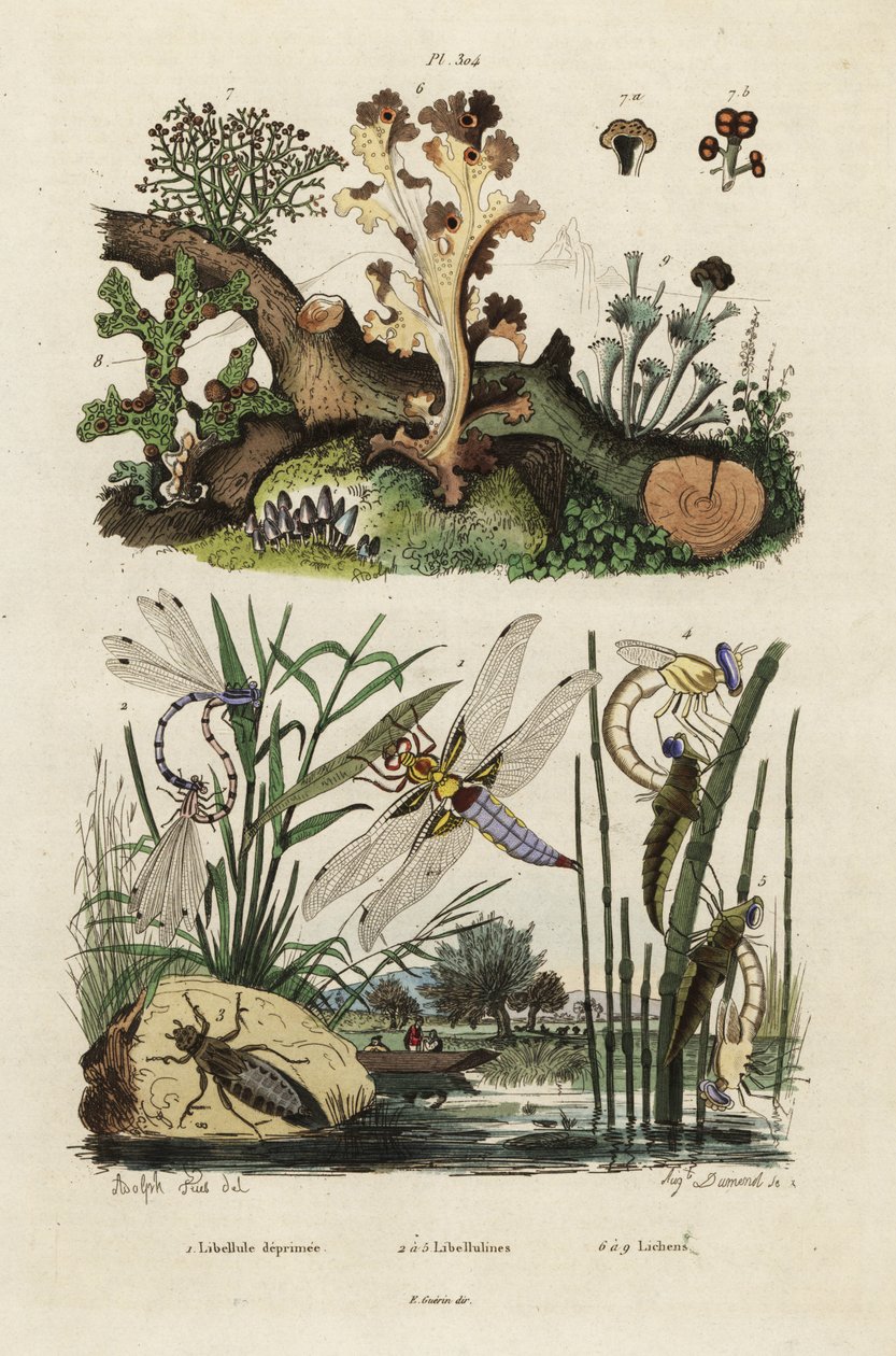 Chaser, skimmer och lavar., 1834-1839 (gravyr) av Adolph (after) Fries