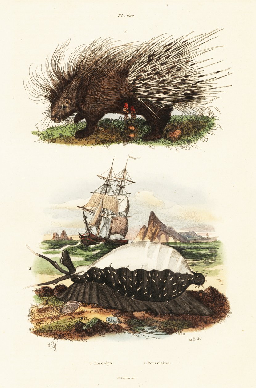 Crested porcupine och tiger cowrie. av Adolph (after) Fries