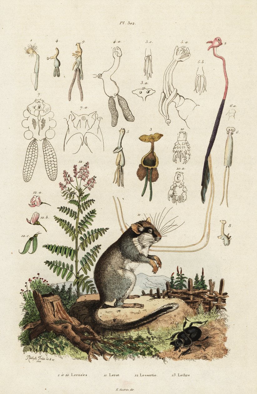 Dormus, copepoder och skalbagge. ,1834-1839 (gravyr) av Adolph (after) Fries