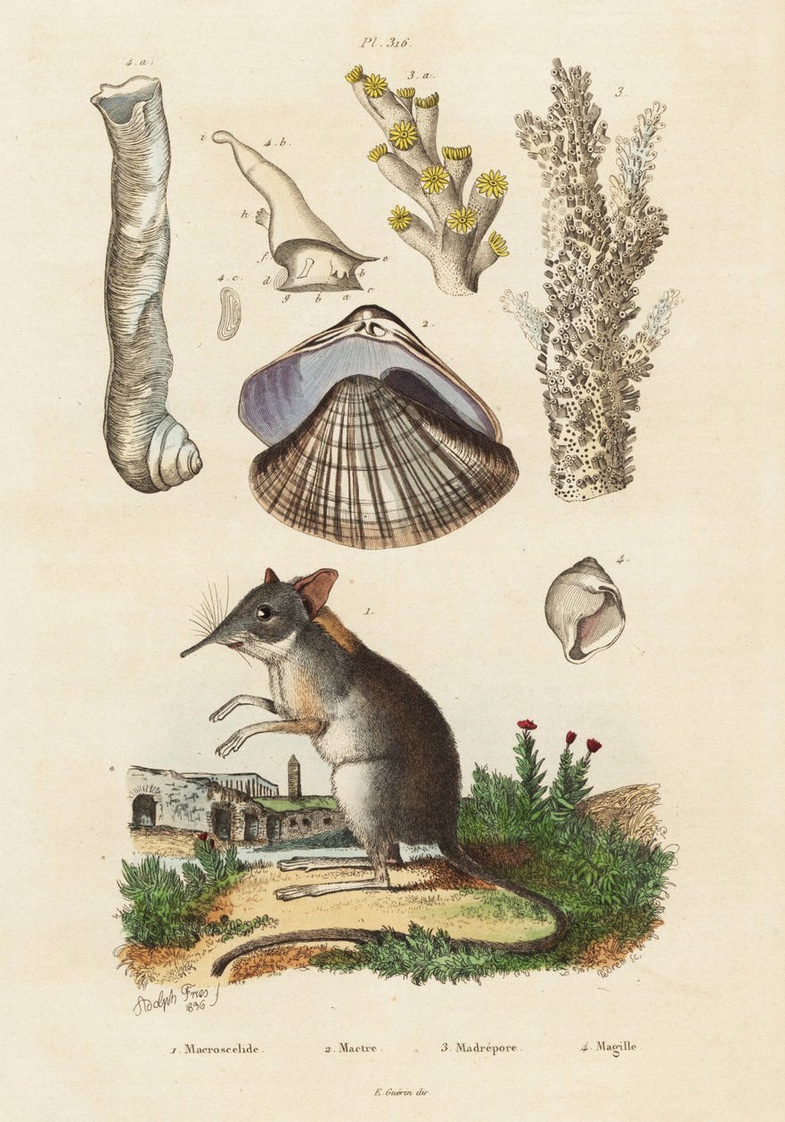 Elefantsmössa, mussla och koraller., 1834-1839 (gravyr) av Adolph (after) Fries