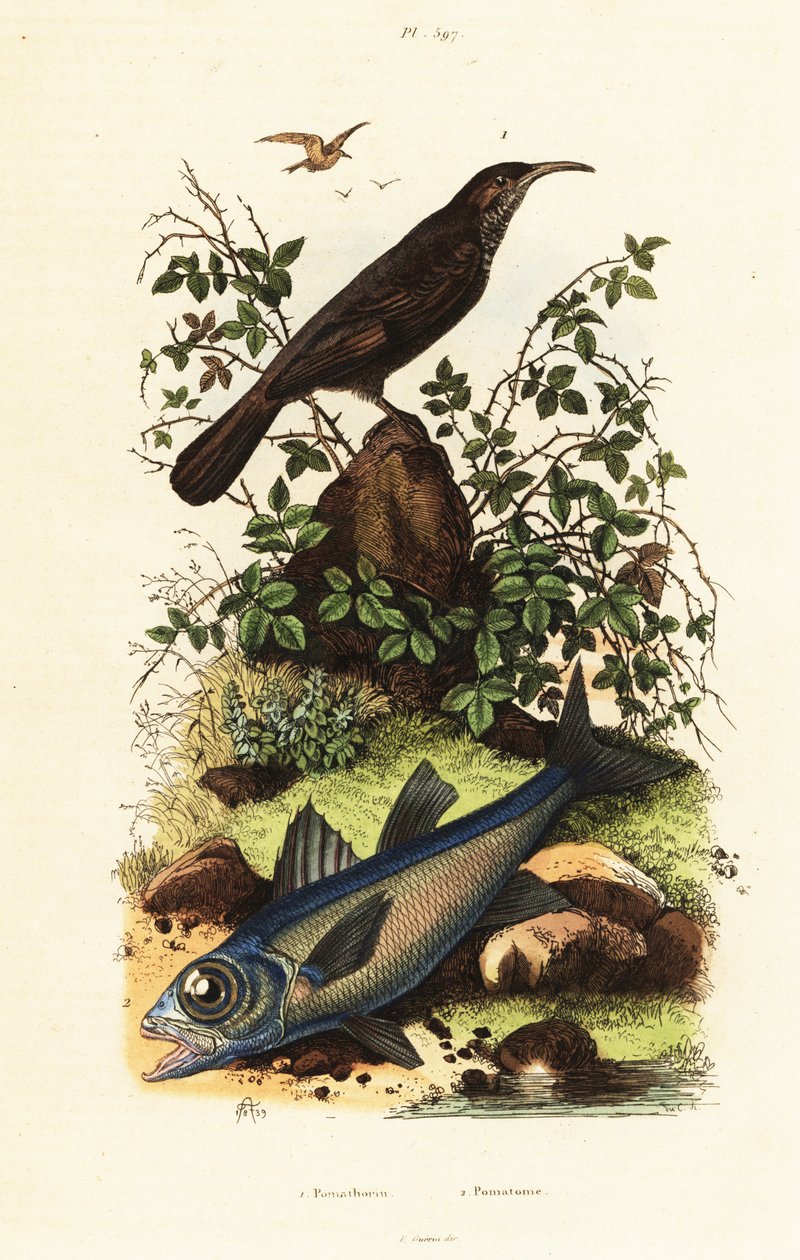Gråkrönt babbel och svart kardinalfisk. av Adolph (after) Fries