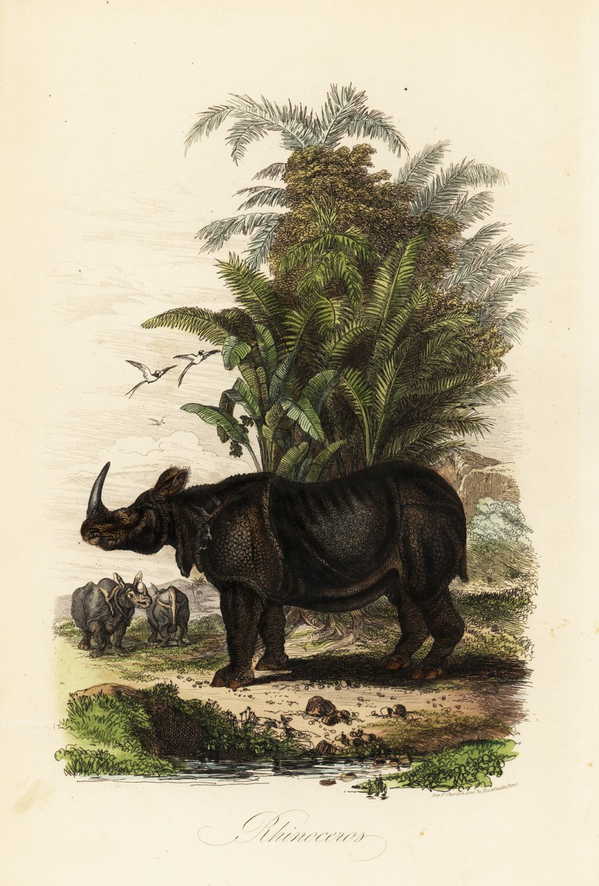 Indisk noshörning, Rhinoceros unicornis, sårbar av Adolph (after) Fries