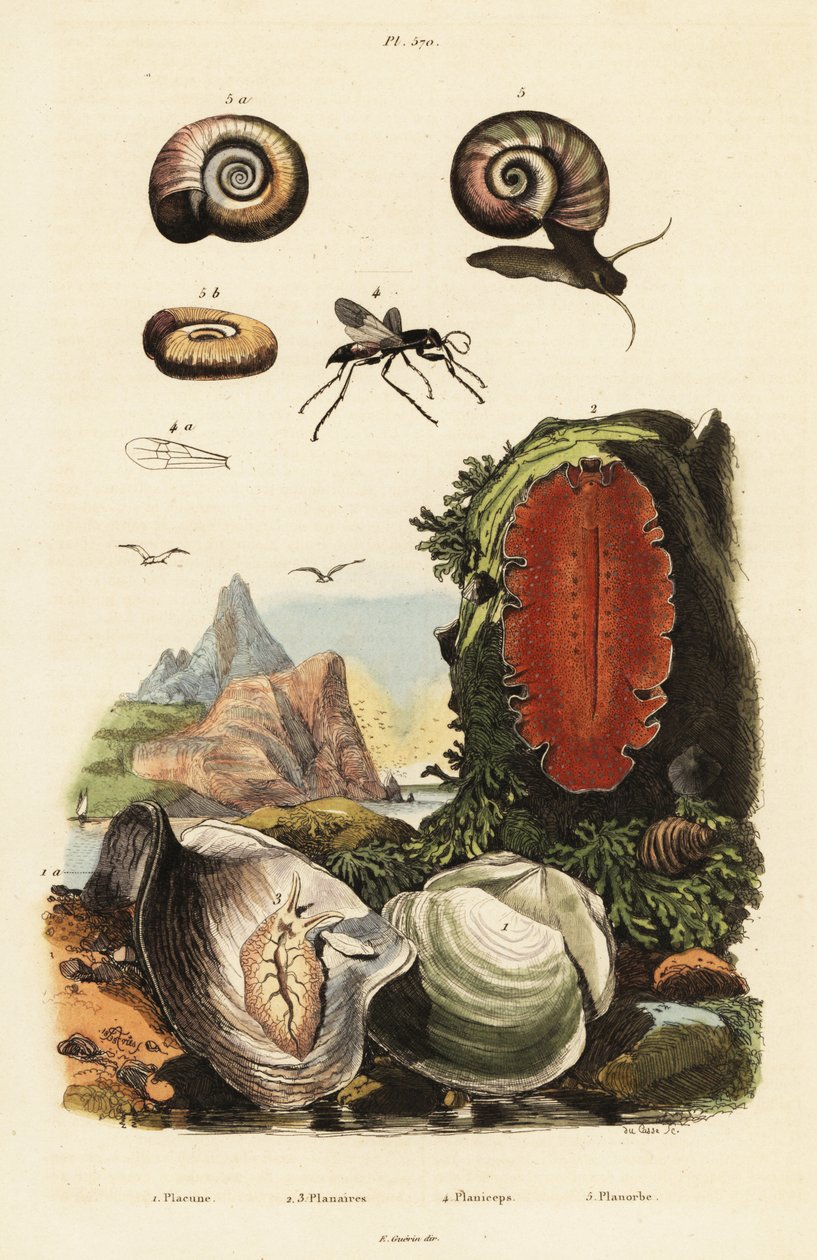 Ostron, spindelgeting och snigel. av Adolph (after) Fries