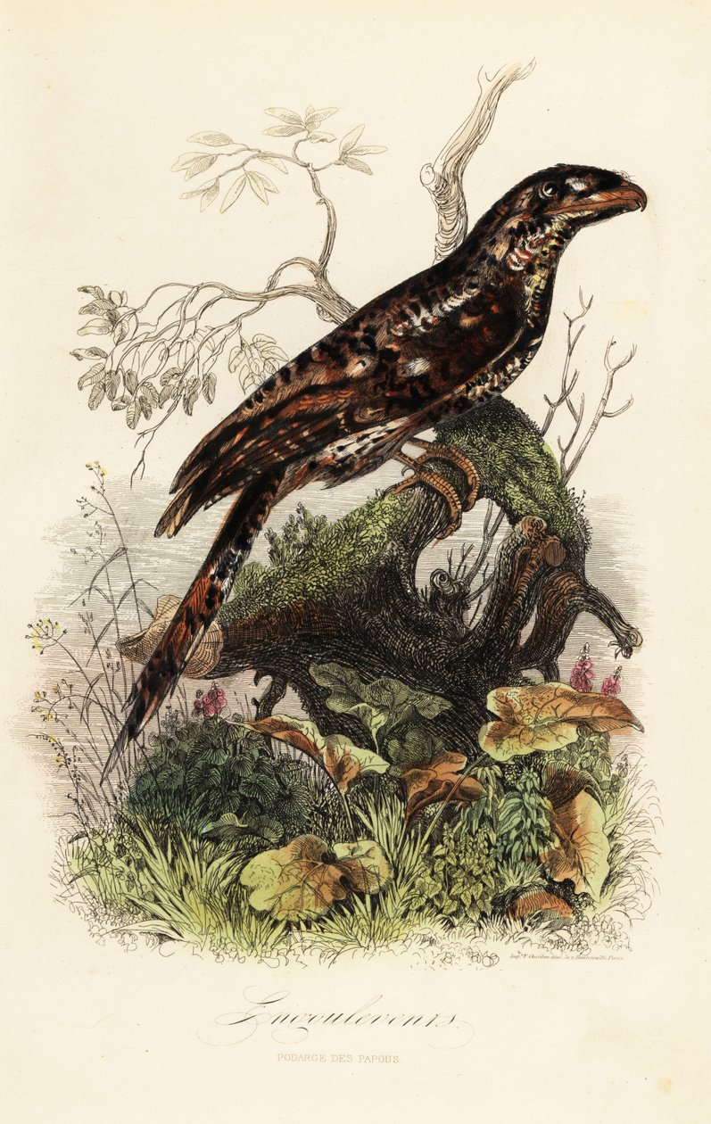 Papuansk grodmun, Podargus papuensis av Adolph (after) Fries