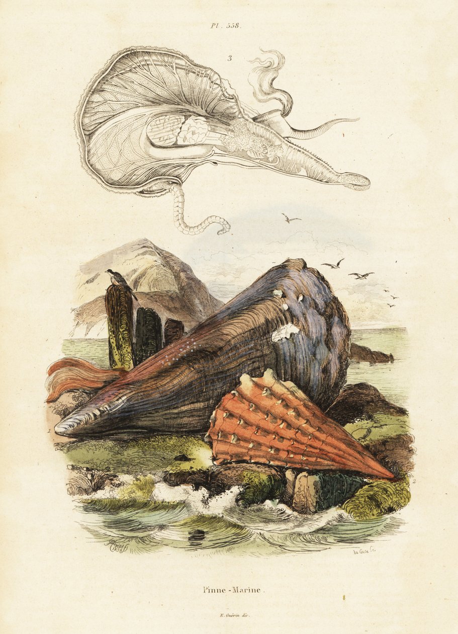 Pennskal eller fläktmusslor. ,1834-1839 (gravyr) av Adolph (after) Fries