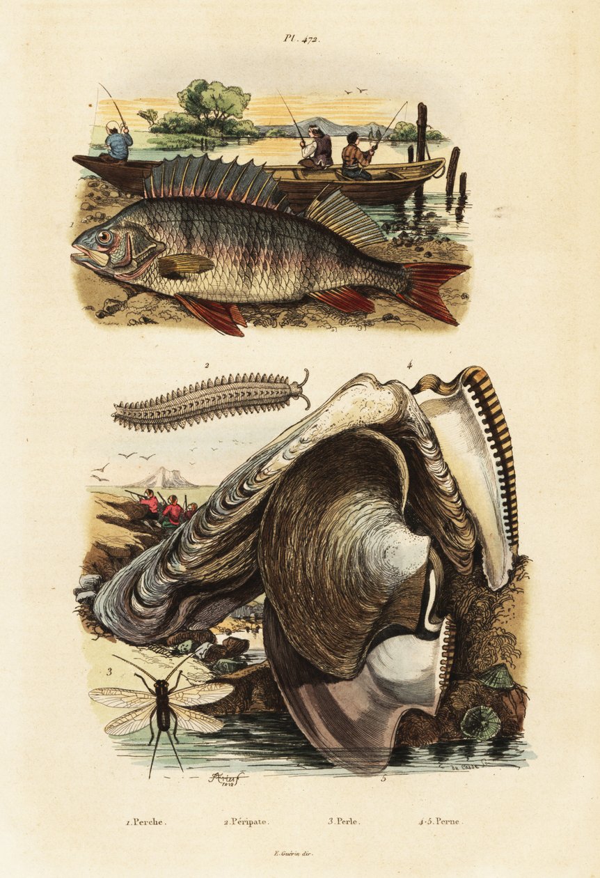 Abborre, pärlostron, sammetsmask och snörning., 1834-1839 (gravyr) av Adolph (after) Fries