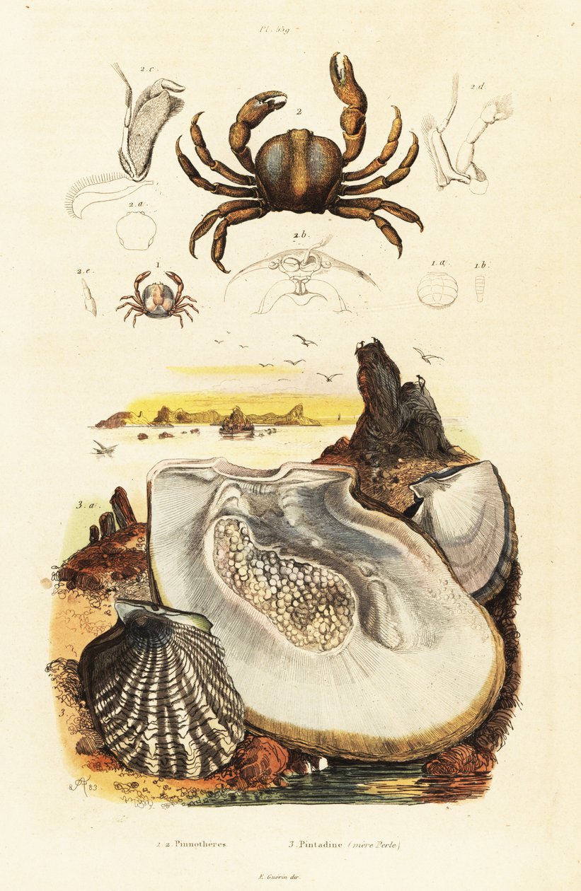 Nålkrabbor och pärlostron., 1834-1839 (gravyr) av Adolph (after) Fries