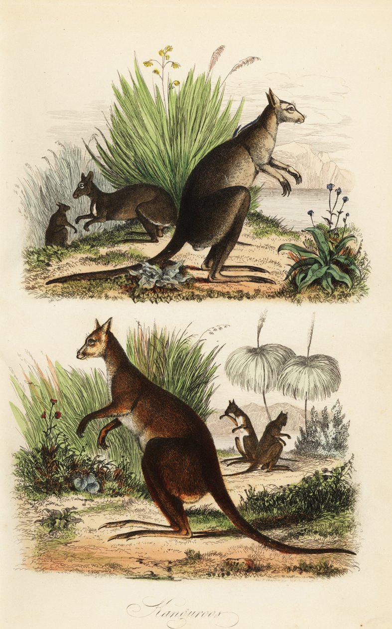 Röd känguru, Macropus rufus (nederst), östlig grå känguru, Macropus giganteus (överst till höger) och mörk wallaby, Thylogale brunii (överst till vänster) av Adolph (after) Fries