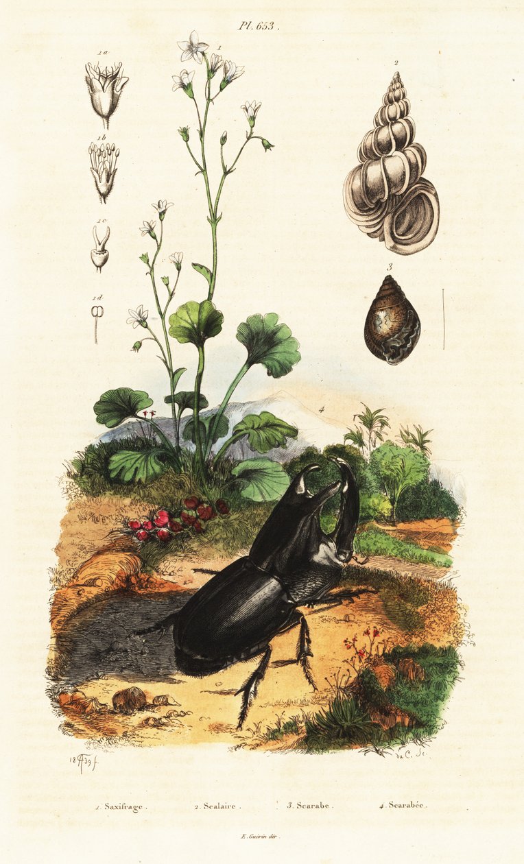 Noshörningsbagge, snigel och saxifrage. av Adolph (after) Fries