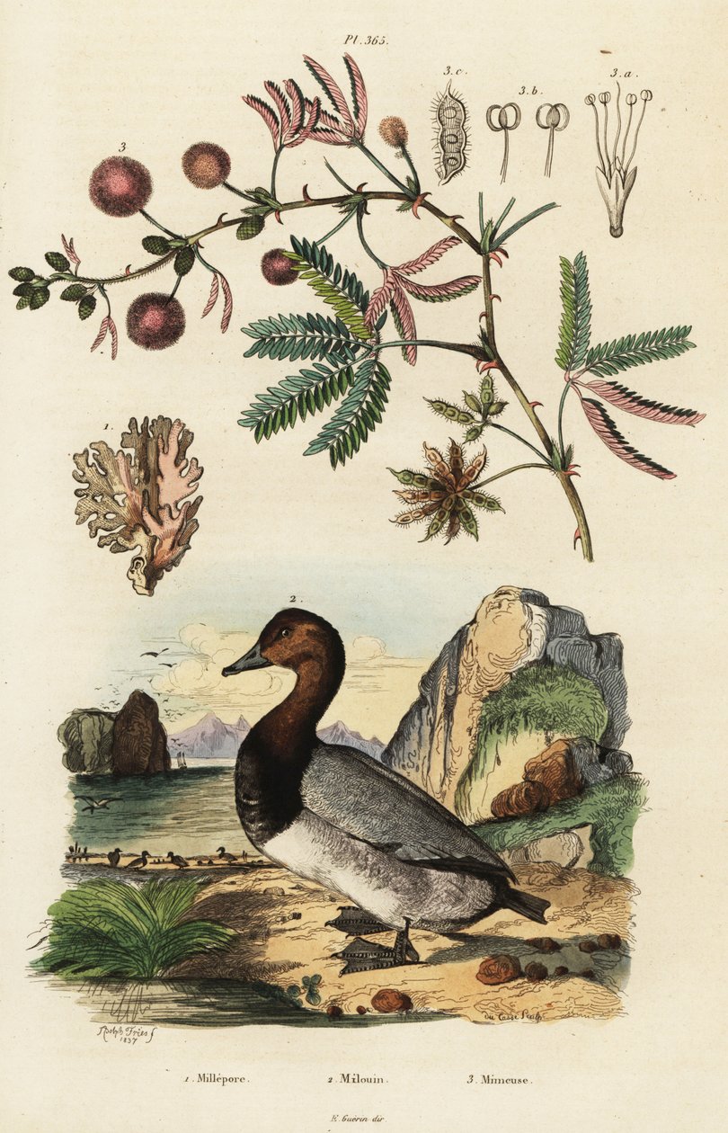 Havsingfära, pochard och känslig växt. ,1834-1839 (gravyr) av Adolph (after) Fries