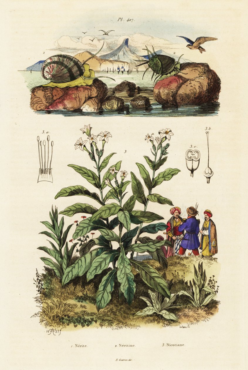 Havssniglar och tobaksväxt. ,1834-1839 (gravyr) av Adolph (after) Fries
