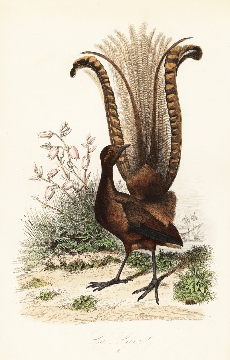 Superb lyrebird, Menura novaehollandiae, la Lyre, och falsk azalea, Menziesia ferruginea av Adolph (after) Fries