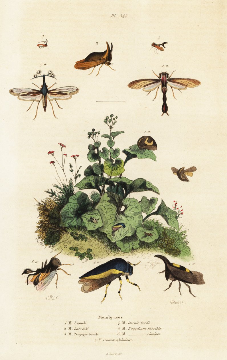 Trädhoppare, 1834-1839 (gravyr) av Adolph (after) Fries