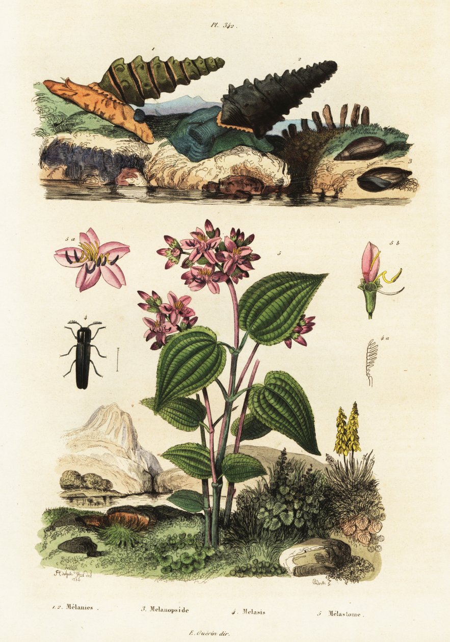 Trumpetsniglar, soldatbaggar och Clidemia., 1834-1839 (gravyr) av Adolph (after) Fries