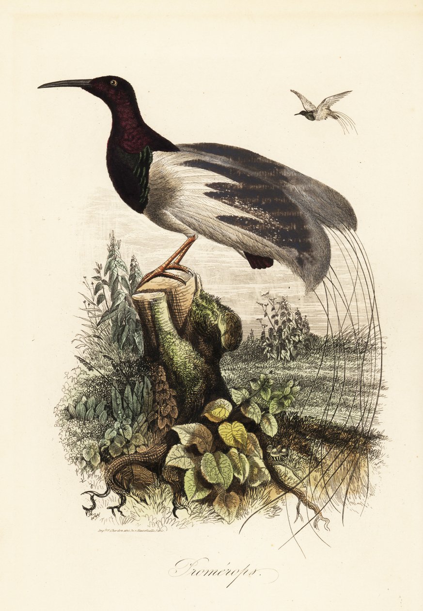 Tolvtrådig paradisfågel, Seleucidis melanoleucus av Adolph (after) Fries