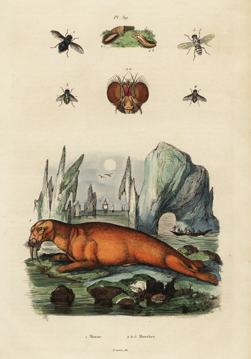 Valross och flugor. ,1834-1839 (gravyr) av Adolph (after) Fries